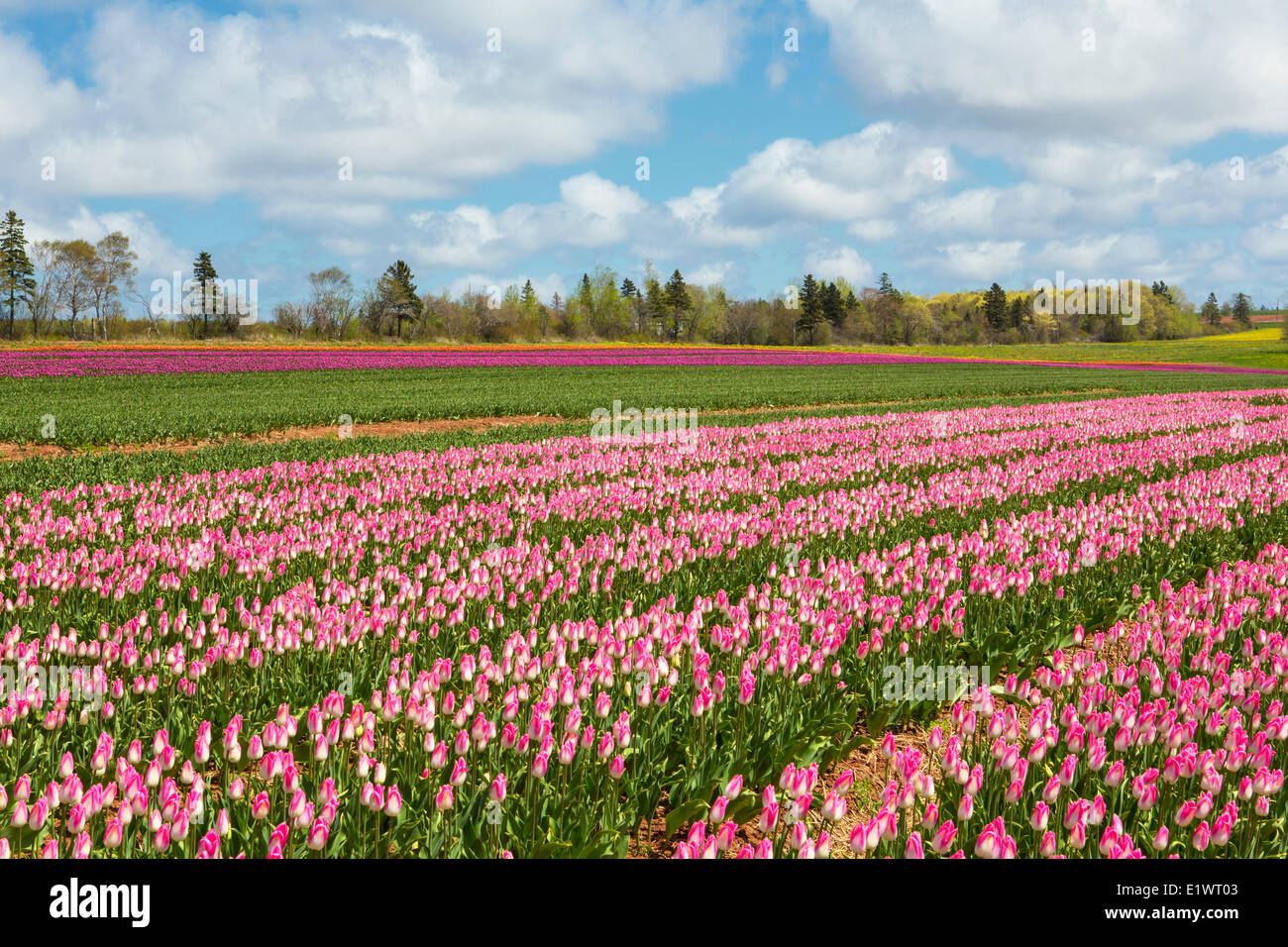 Tulip field in spring, Waterside, Prince Edward Island, Canada Stock Photo