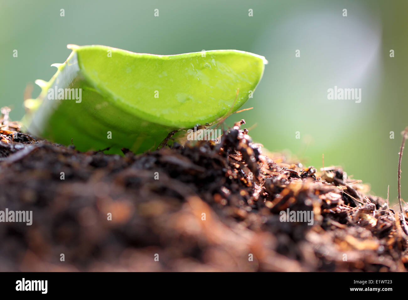 close up surface of aloe vera on ground in vegetable garden. Stock Photo