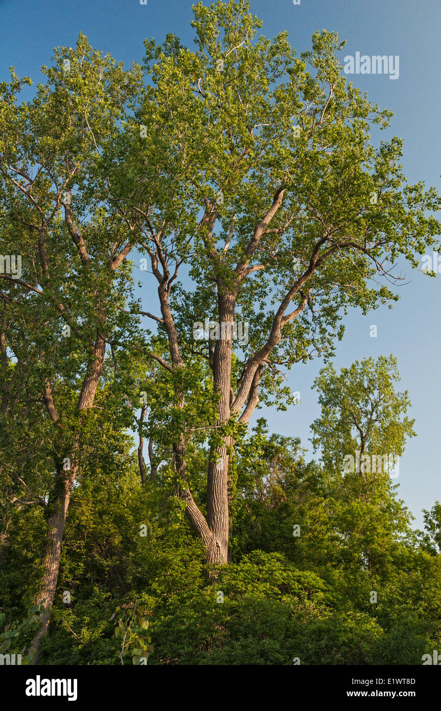 Eastern Cottonwood (Populus deltoides). Carolinian forest on Lake Erie's southern shoreline. Magee Marsh, Ohio. USA. Stock Photo