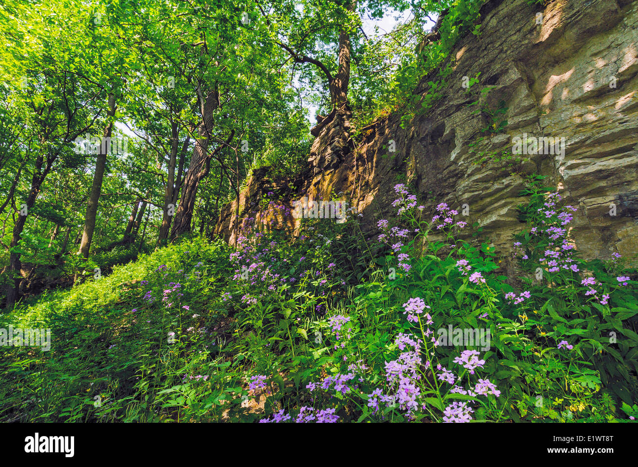 Carolinian Forest in the Niagara Escarpment. Woodend Conservation Area in Niagara Greenbelt, Ontario. Canada. Stock Photo