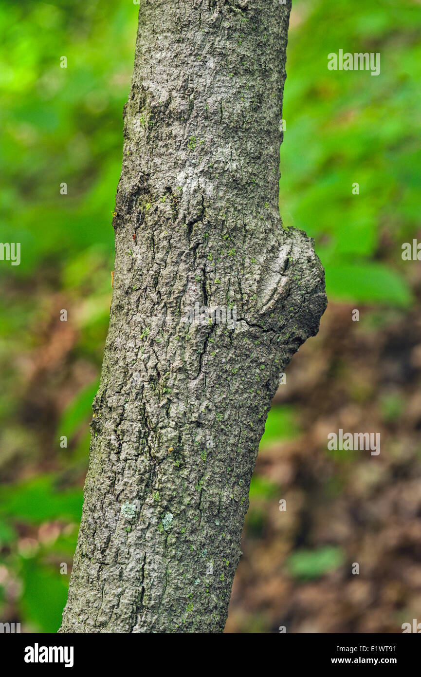 Paw Paw tree ( Asimina triloba ). Carolinian forest in the Niagara Escarpment. Woodend Conservation Area in Niagara Greenbelt Stock Photo