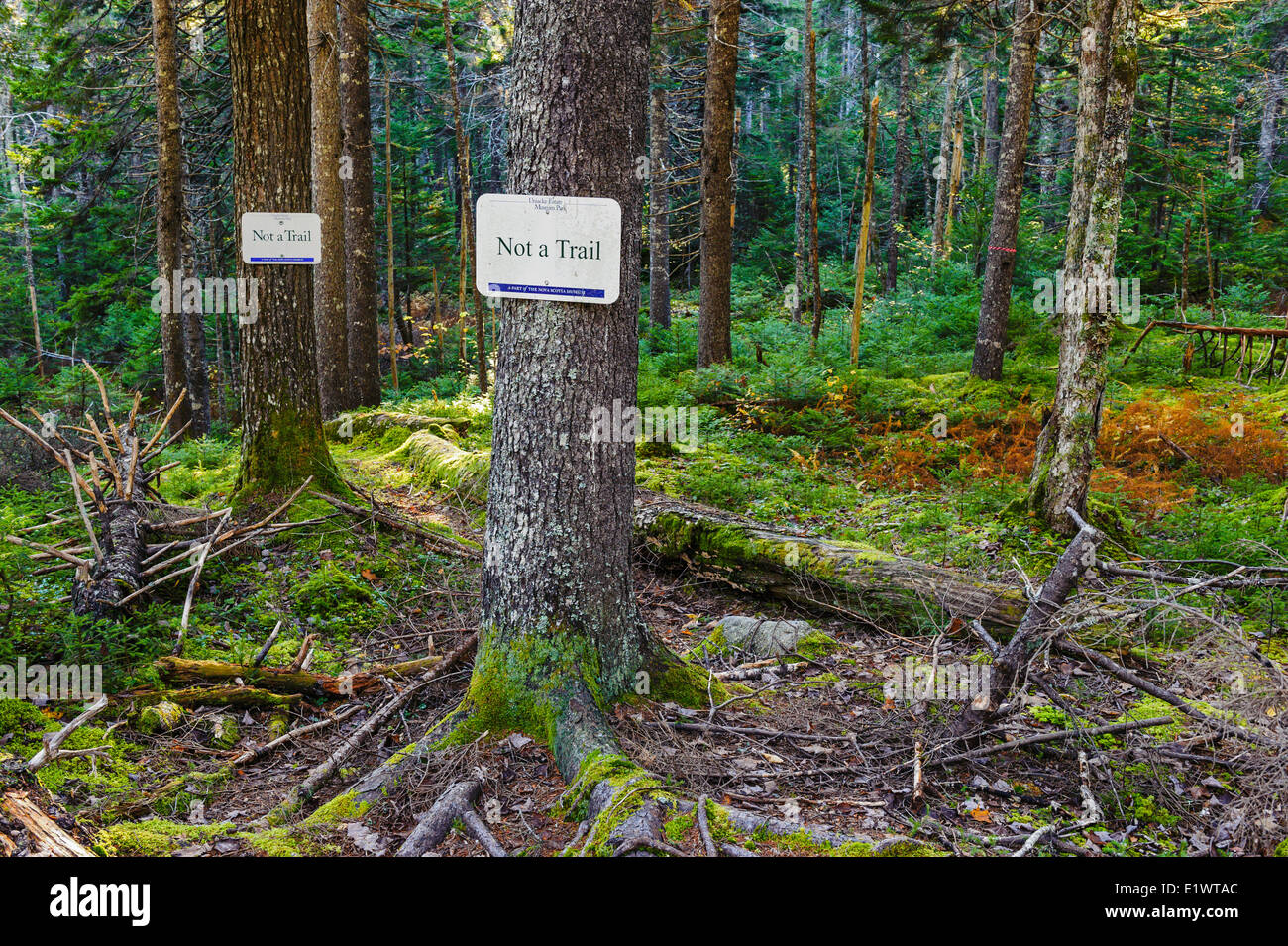Eastern Hemlock trees ( Tsuga canadensis ). Mount Uniacke Estate Museum trail sign, Nova Scotia. Canada. Stock Photo