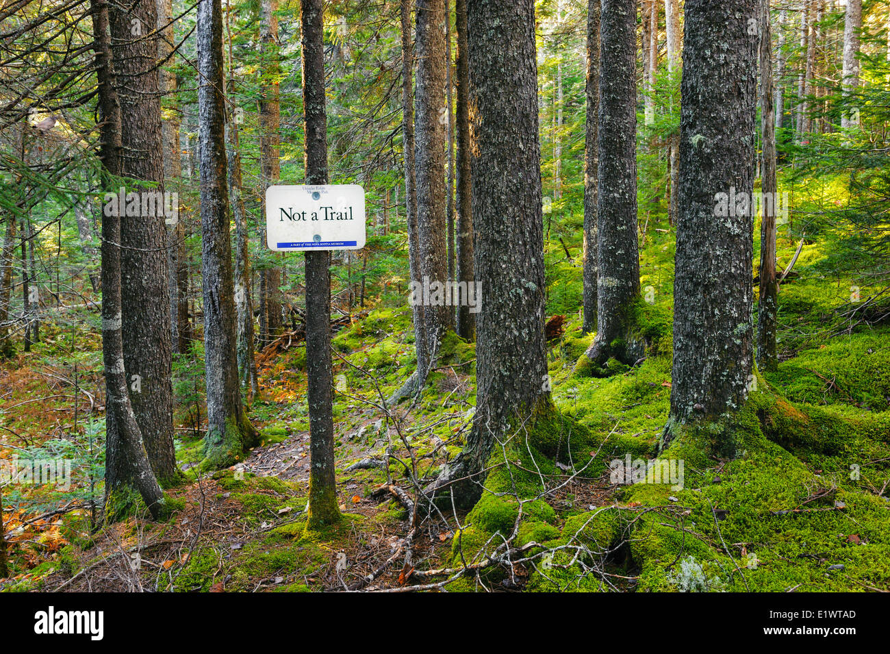 Eastern Hemlock trees ( Tsuga canadensis ). Mount Uniacke Estate Museum trail sign, Nova Scotia. Canada. Stock Photo