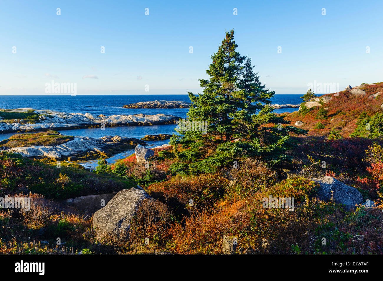 Red Spruce (Picea rubens) trees & Devonian granite boulders. Peggys Cove Conservation Area, Nova Scotia. Canada. Stock Photo