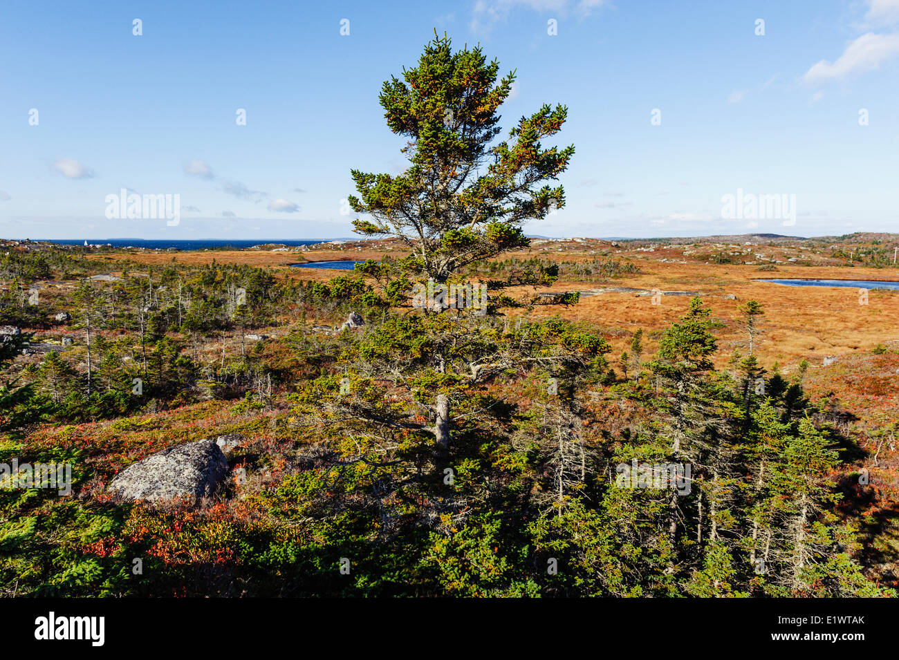 Red Spruce (Picea rubens) trees. Peggys Cove Conservation Area, Nova Scotia. Canada. Stock Photo