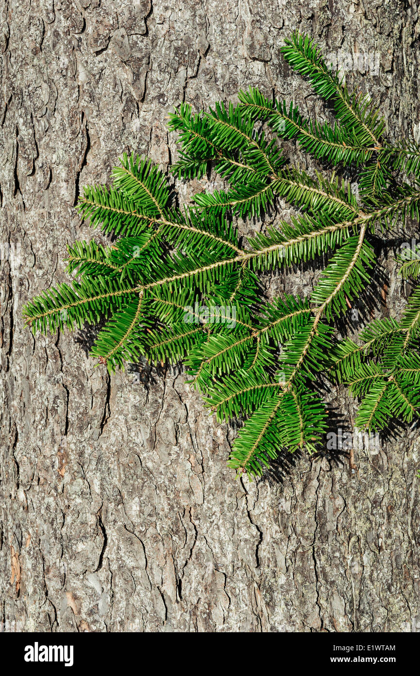Eastern Hemlock tree ( Tsuga canadensis ).  Nova Scotia. Canada. Stock Photo