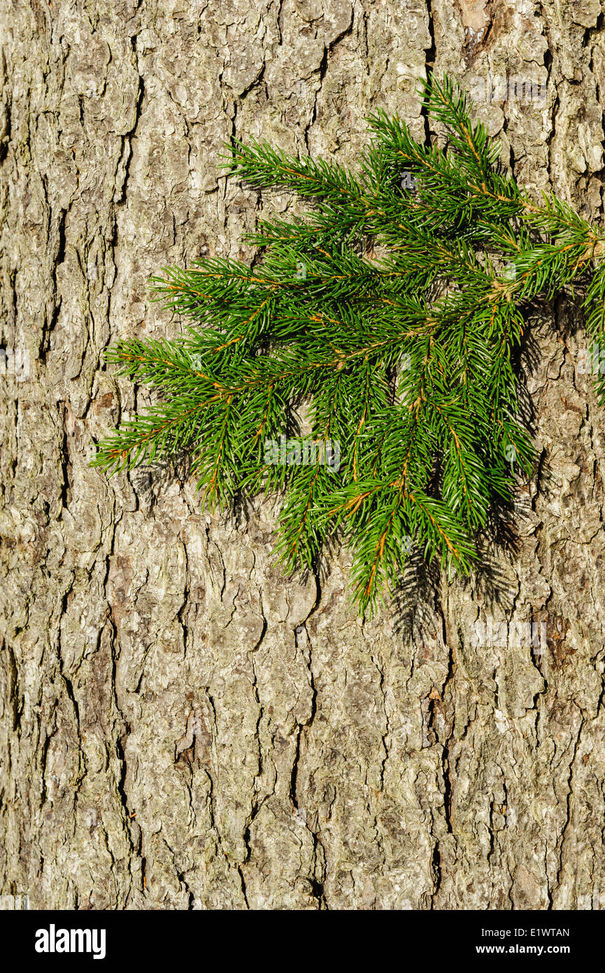 Red spruce picea rubens hires stock photography and images Alamy