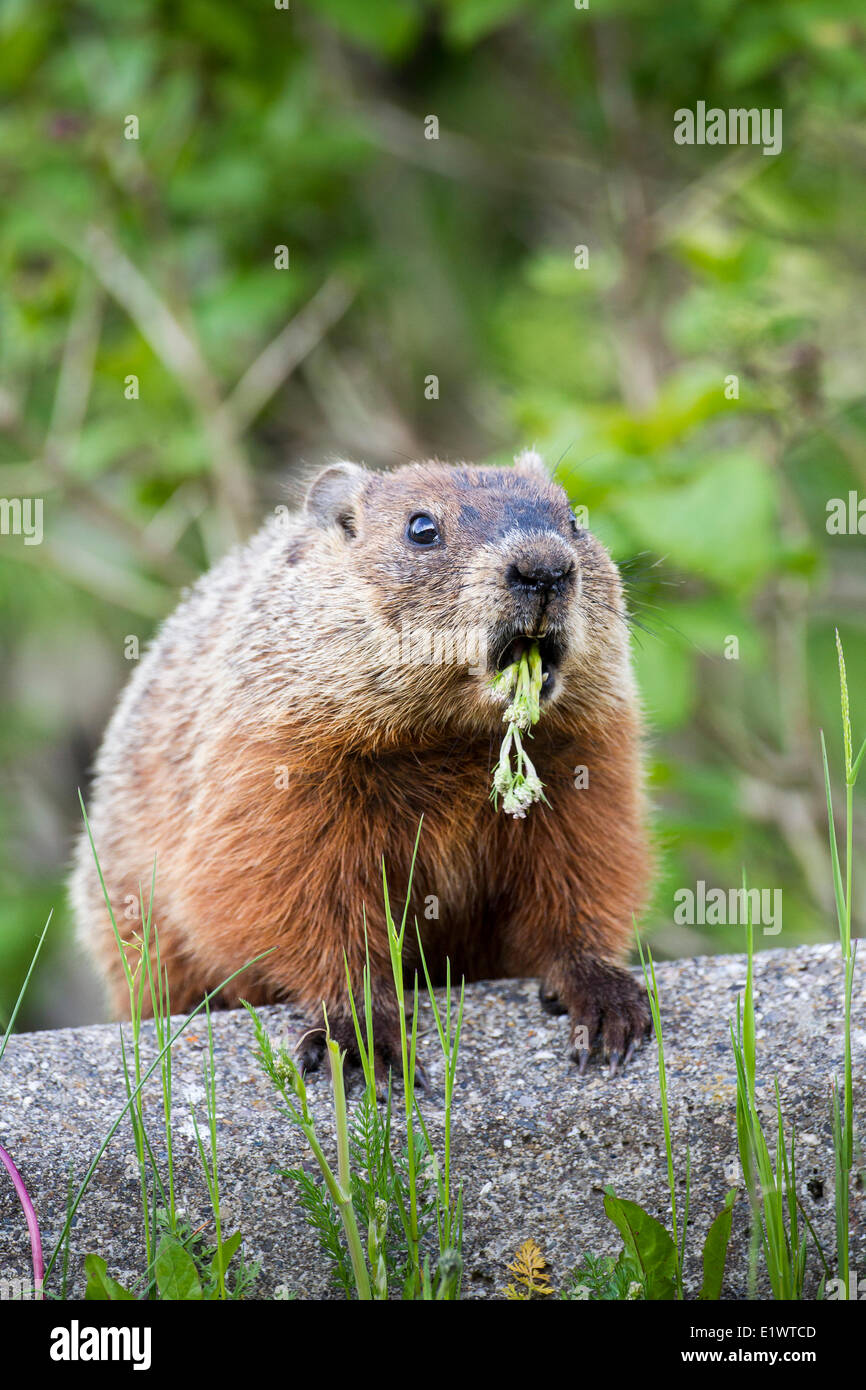 Woodchucks hires stock photography and images Alamy