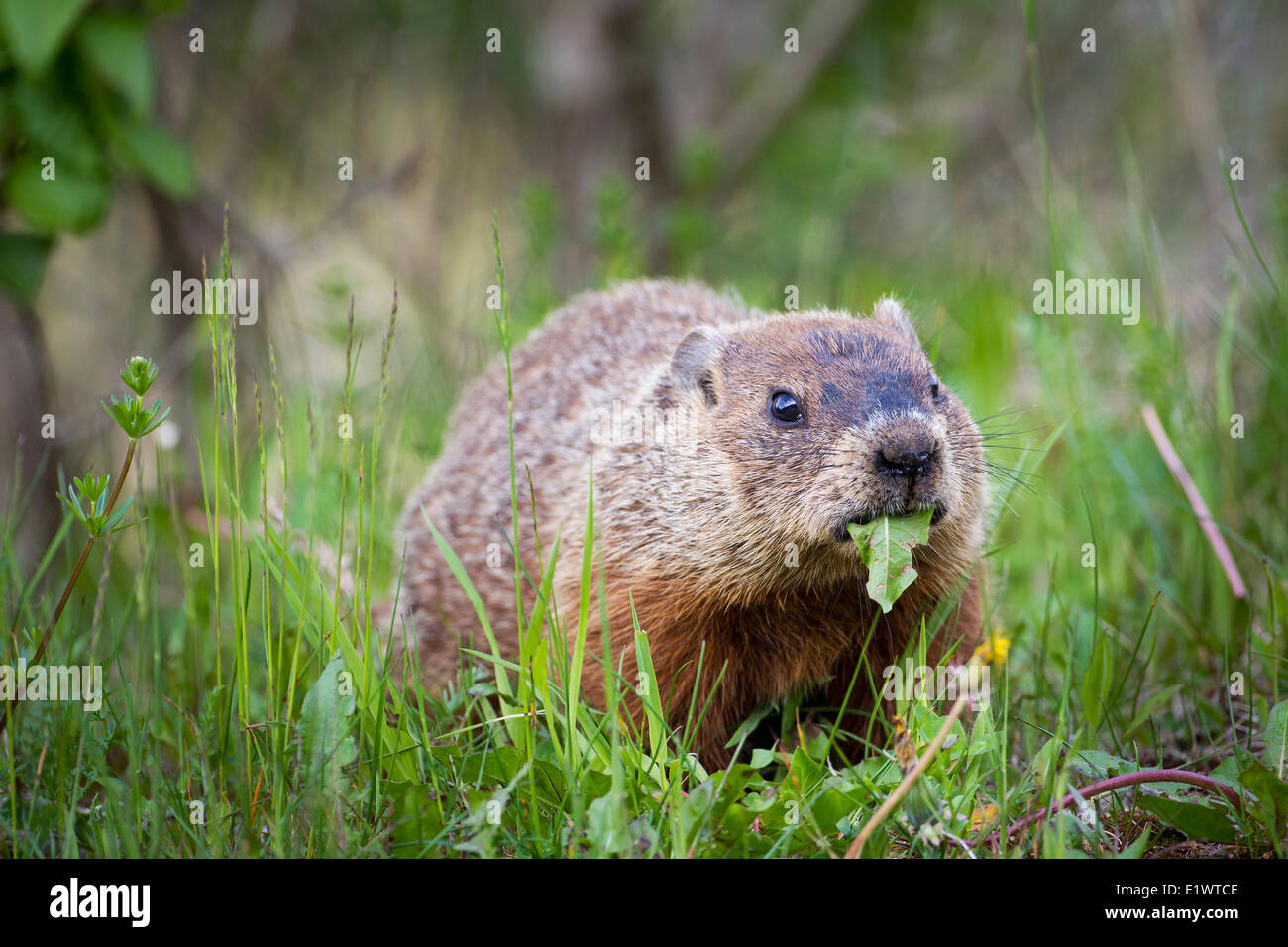 A Woodchuck or groundhog (Marmota monax) with a leaf in its mouth in Forillon National Park