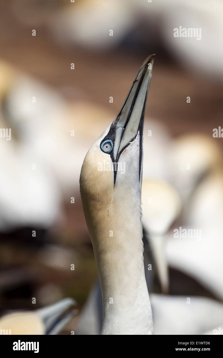 Northern Gannet (Morus bassanus) points its head skyward to prepare for takeoff in Quebec's Parc national de Stock Photo