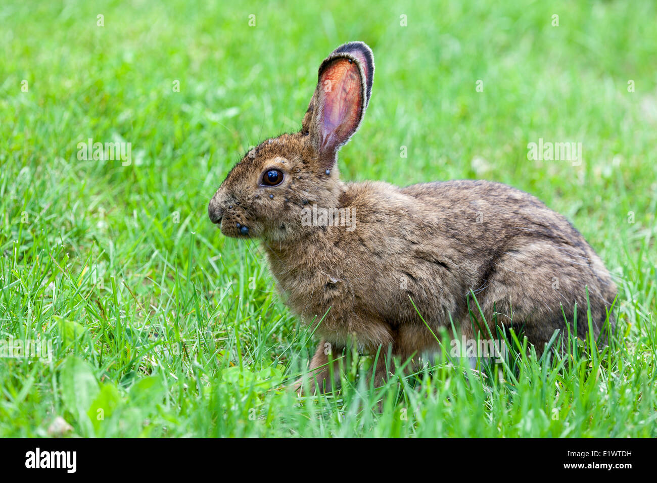 Snowshoe hare lepus americanus in hires stock photography and images