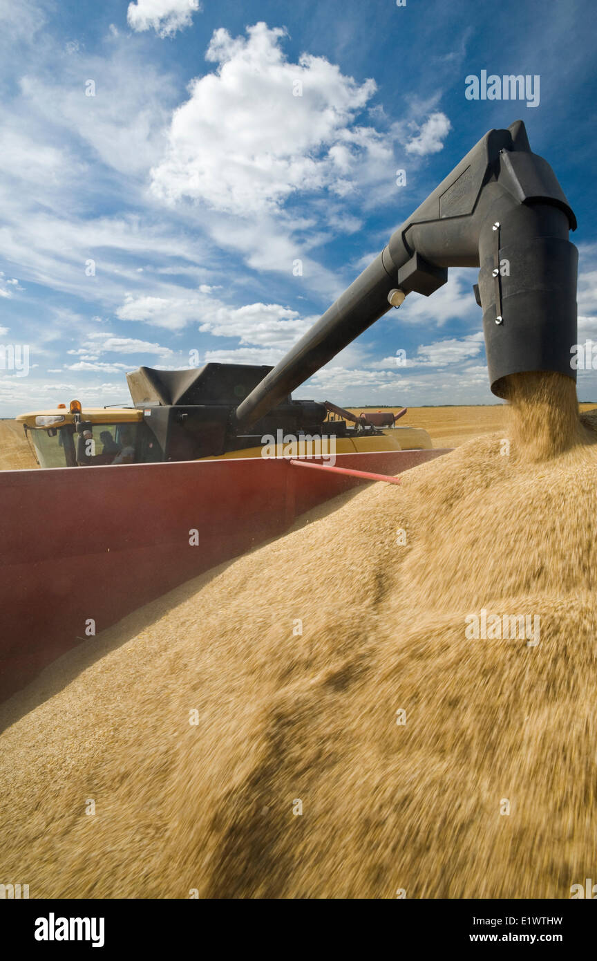 Combine augers barley into grain wagon during the harvest hires stock