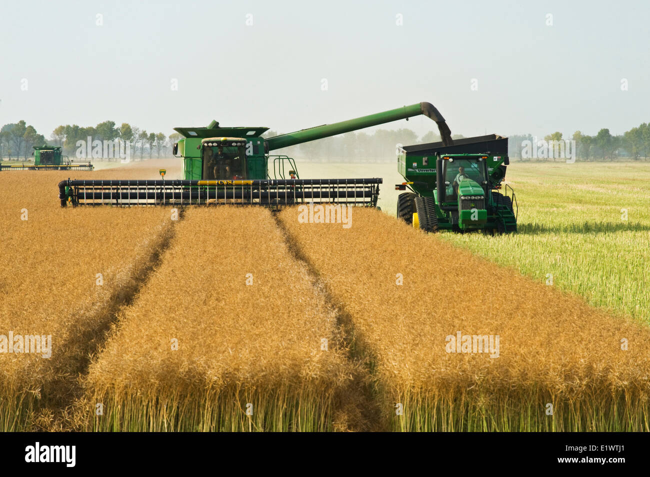 a combine harvester equipped with an air reel on the header, straight cuts standing canola while augering the crop into a grain Stock Photo