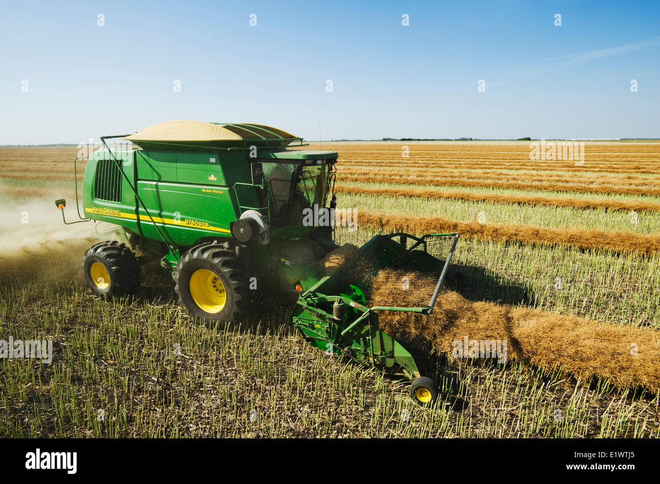 a combine harvester works in a swathed canola field, Manitoba, Canada Stock Photo