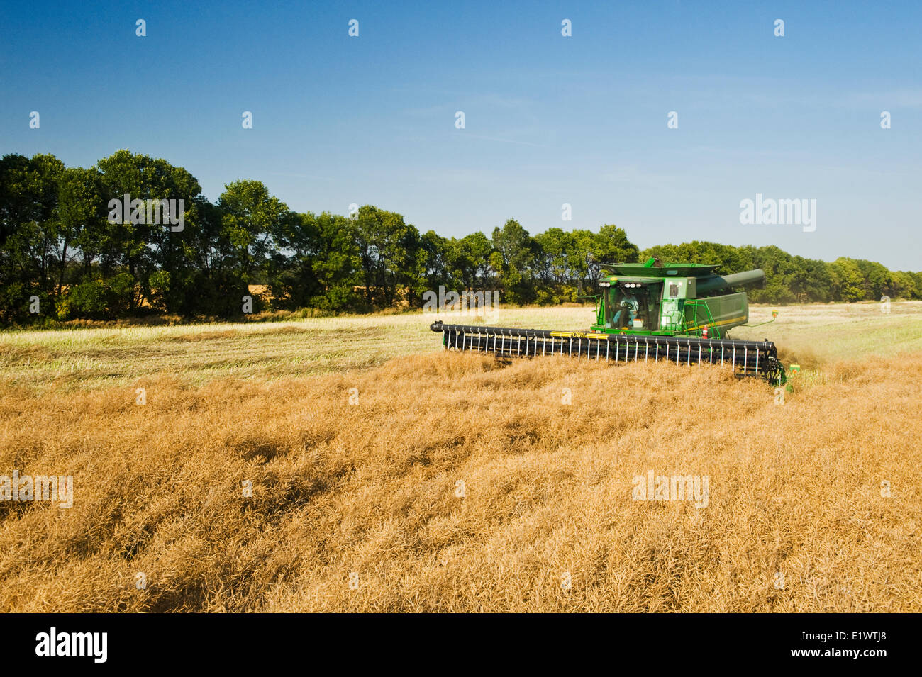 a combine harvester straight cuts a canola field next to a shelter belt, near Niverville, Manitoba Stock Photo