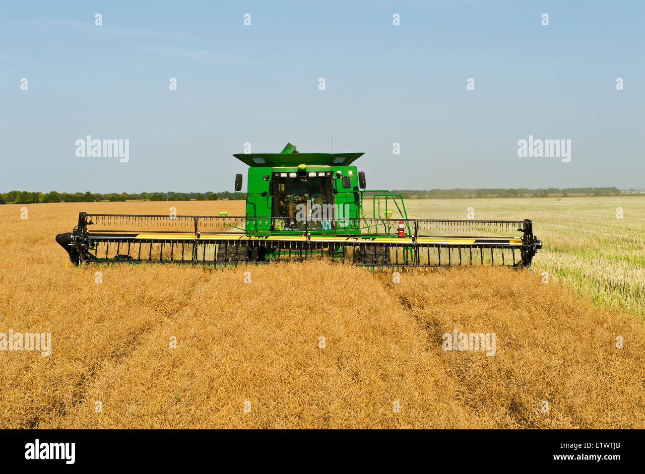 a combine harvester straight cuts a standing canola field during the harvest, near Niverville, Manitoba, Canada Stock Photo