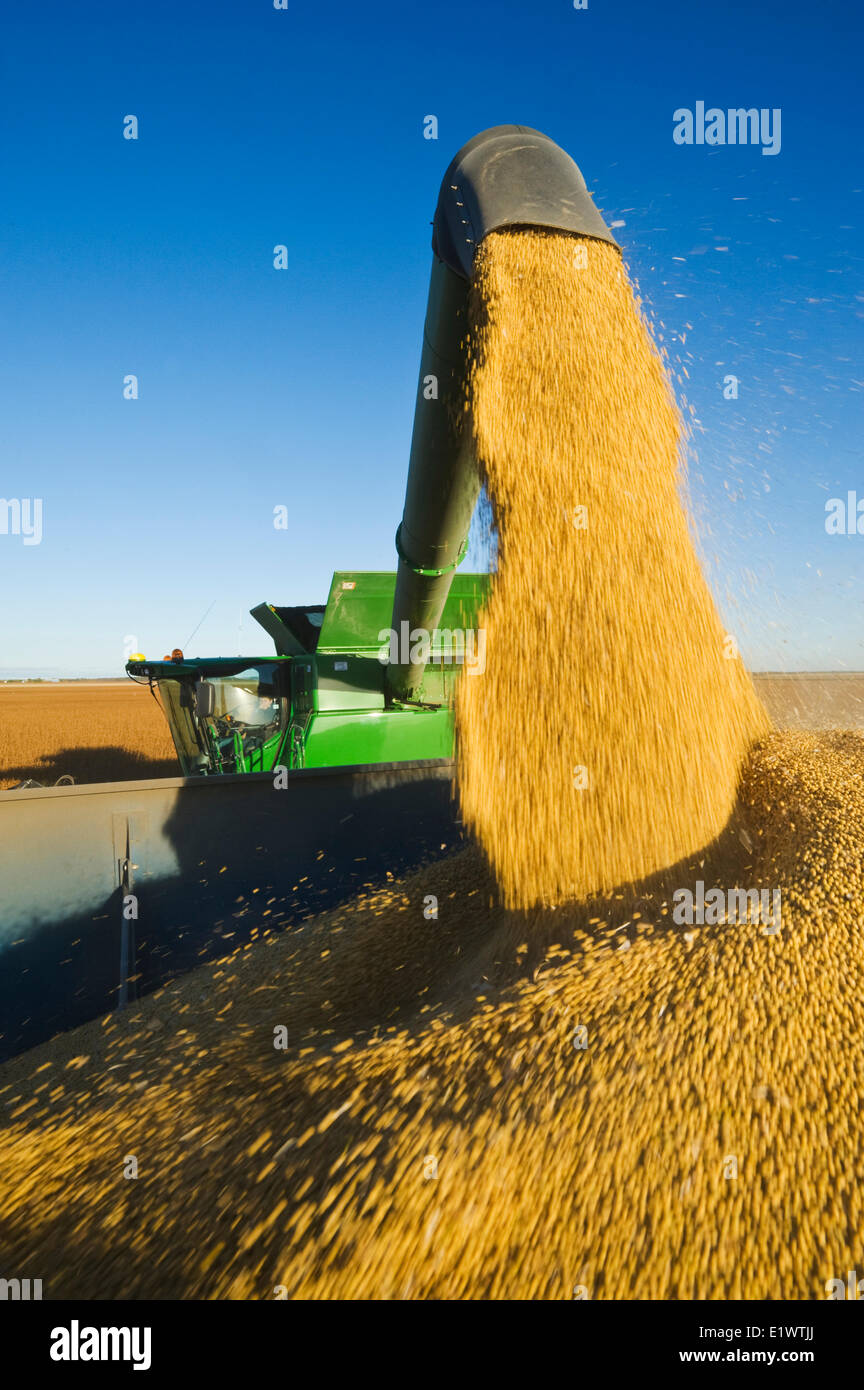 a combine harvester unloads soybeans into a grain wagon on the go during the harvest, near Niverville, Manitoba, Canada Stock Photo