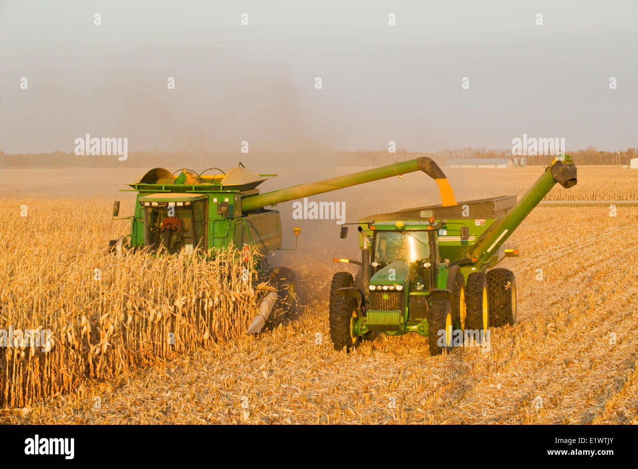 a combine empties into a grain wagon on the go, during the feed corn, (grain corn)  harvest, near Niverville, Manitoba, Canada Stock Photo