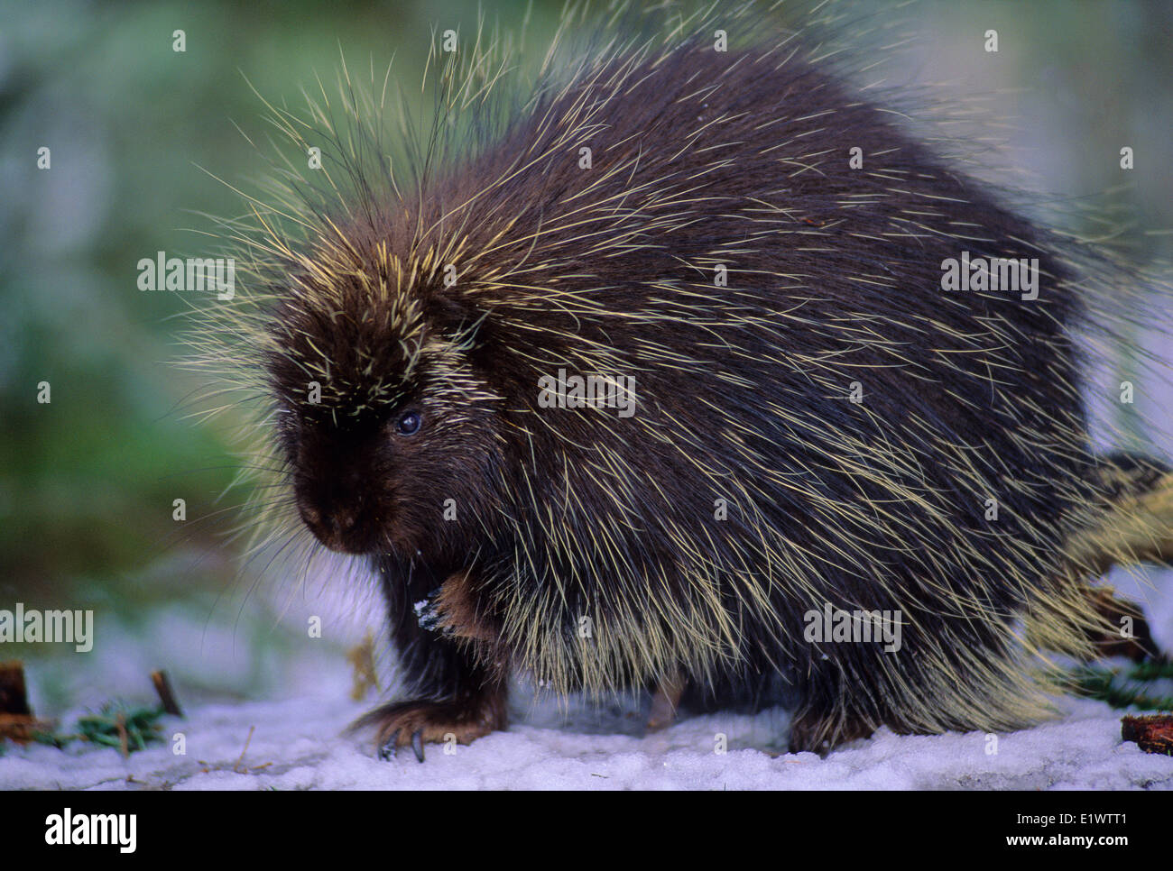 Porcupine (Erethizon dorsatum) Adult is a rodent with a coat sharp spines or quills that defend camouflage them predators. They Stock Photo