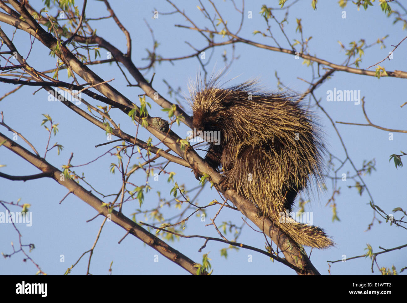 Porcupine (Erethizon dorsatum) Adult in Pin Cherry (Prunus pensylvanica) tree is a rodent with a coat sharp spines or quills Stock Photo
