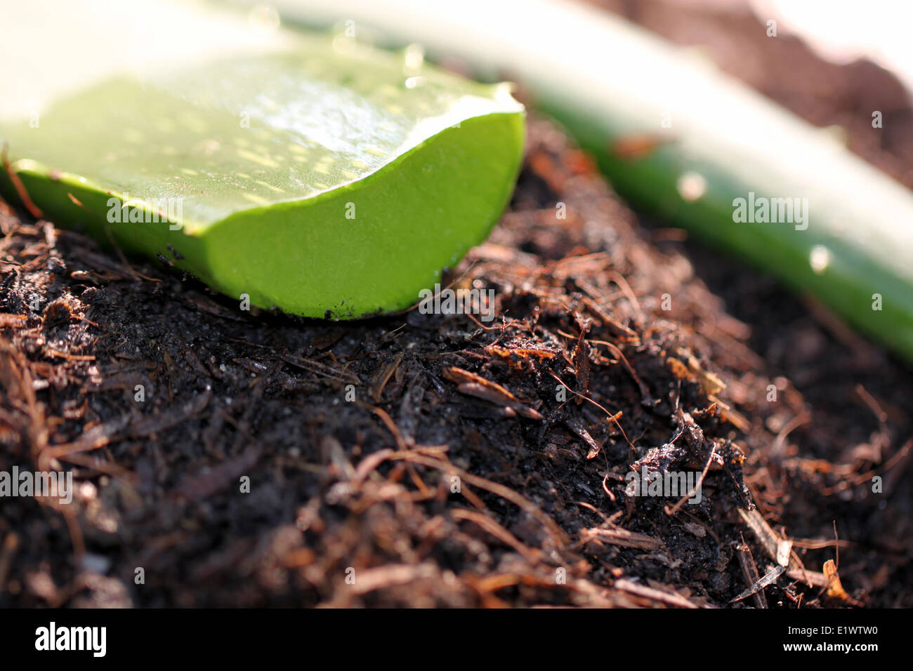 close up surface of aloe vera on ground in vegetable garden. Stock Photo