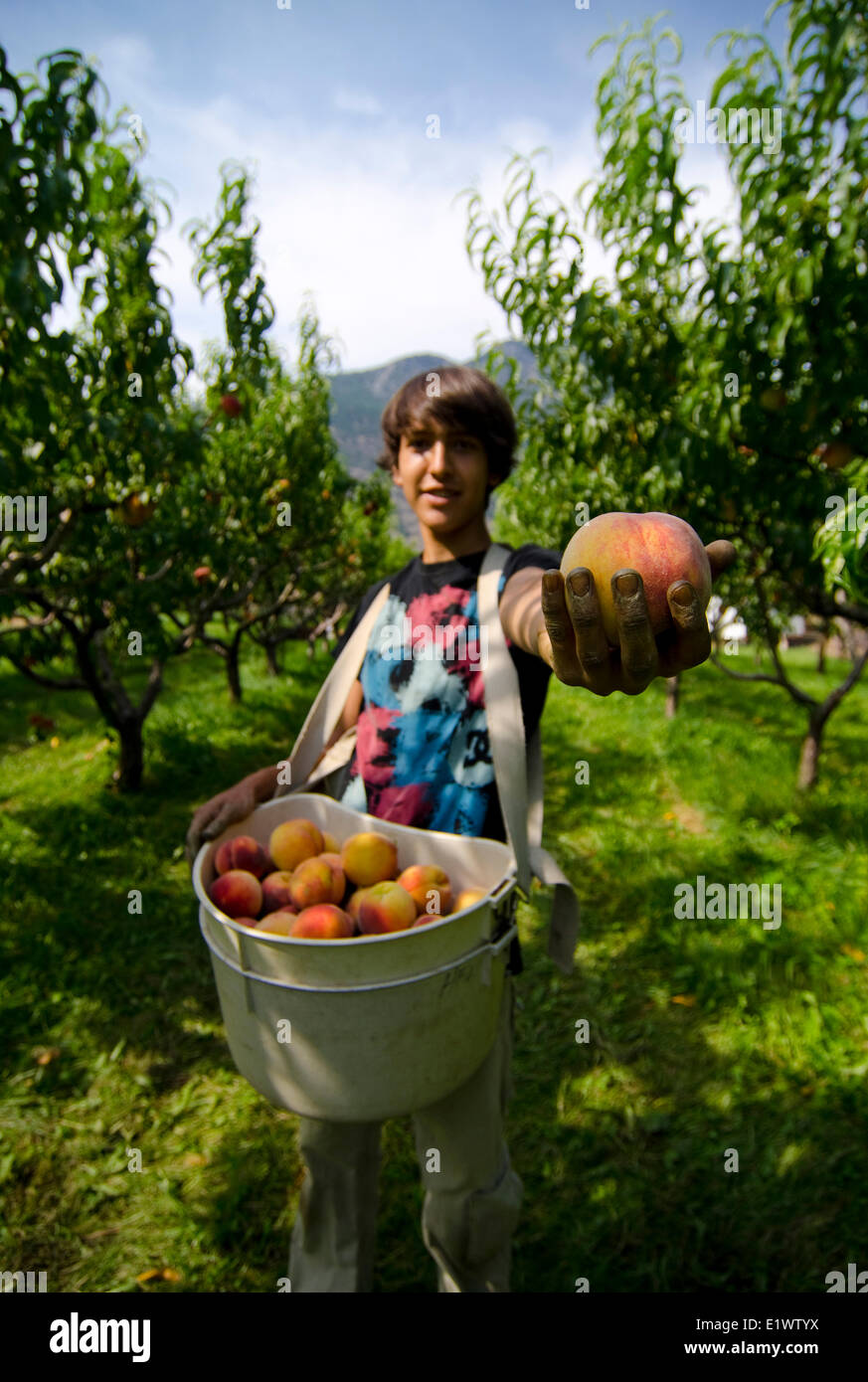 Fruit picker, Harker's Organics, Cawston, British Columbia, Canada. Stock Photo