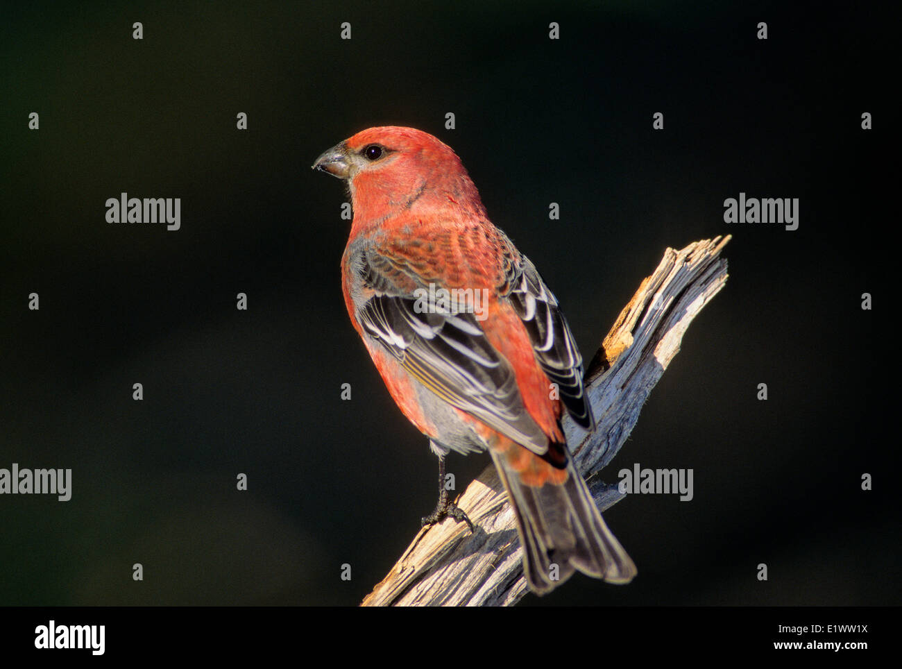 Pine Grosbeak (Pinicola enucleator) Adult Male forages in trees bushes mainly eating seeds buds berries insects. Outside the Stock Photo