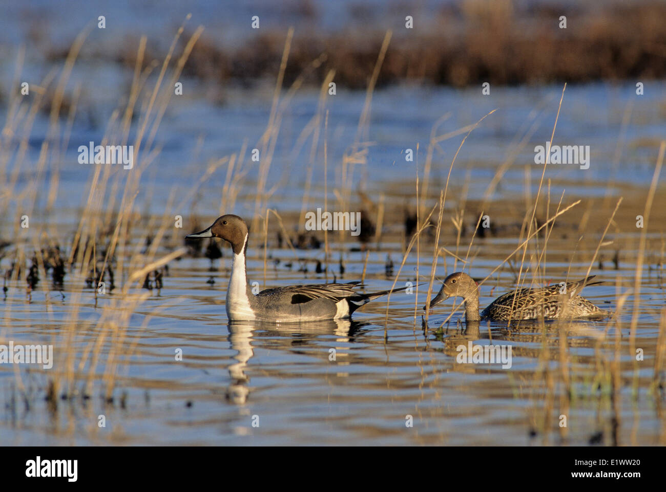 Northern Pintail (Anus acuta) Adult Male & Female. Prefer wetlands & nests on the ground. It feeds by dabbling for plants. Stock Photo