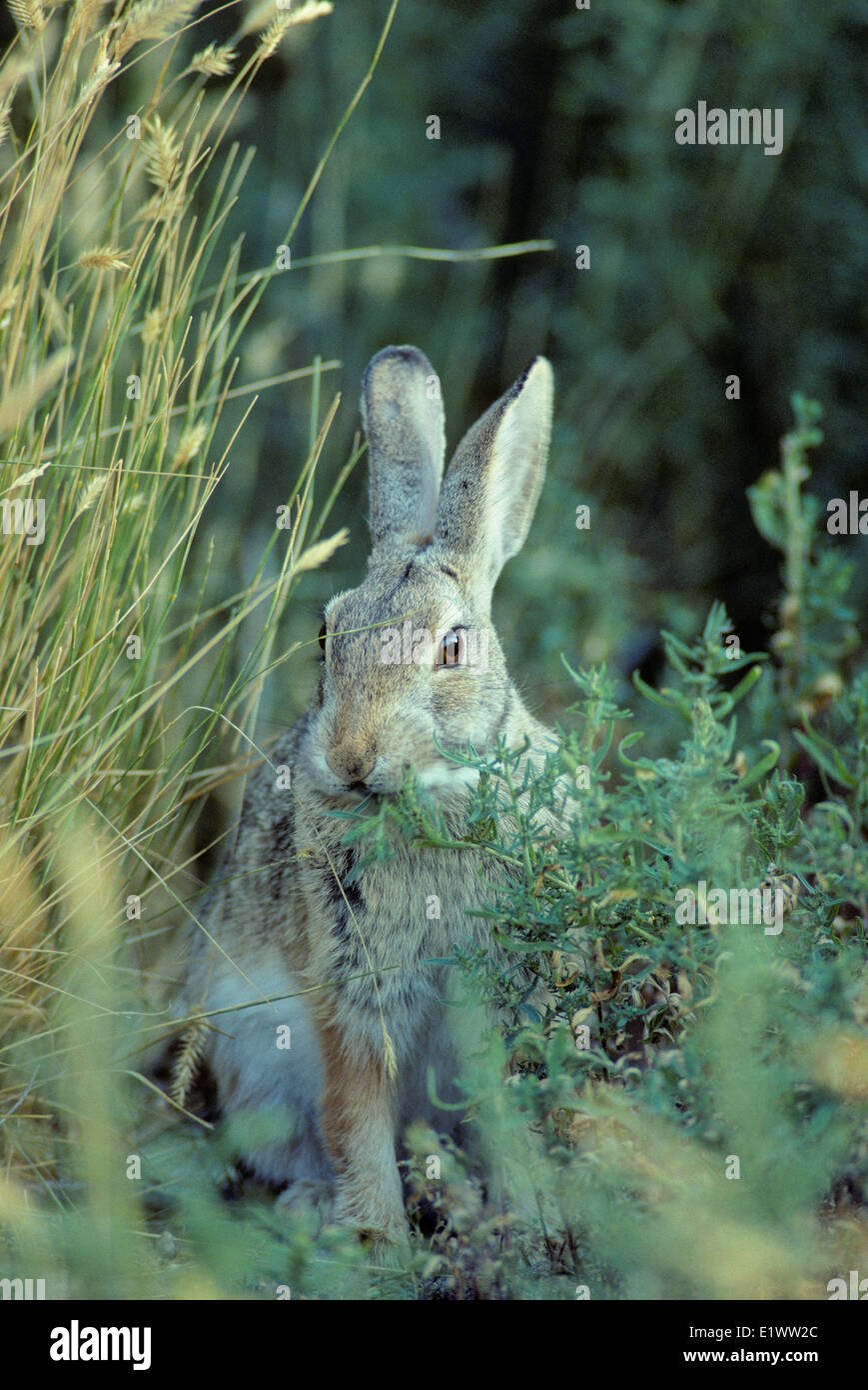 Adult nuttalls cottontail sylvilagus nuttallii hi-res stock photography ...