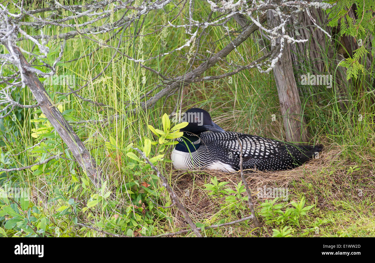 Common Loon (Gavia immer) Adult on nest usually found on islands close to edge water where ground-based predators cannot Stock Photo