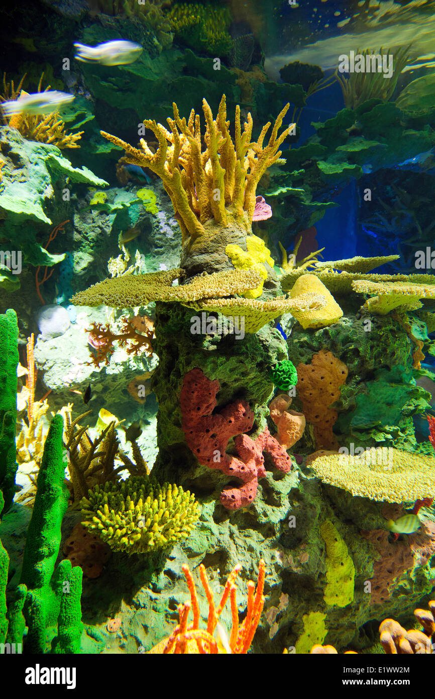 Ripley's Aquarium Toronto;Ontario;Canada Sealife Aquarium Stock Photo