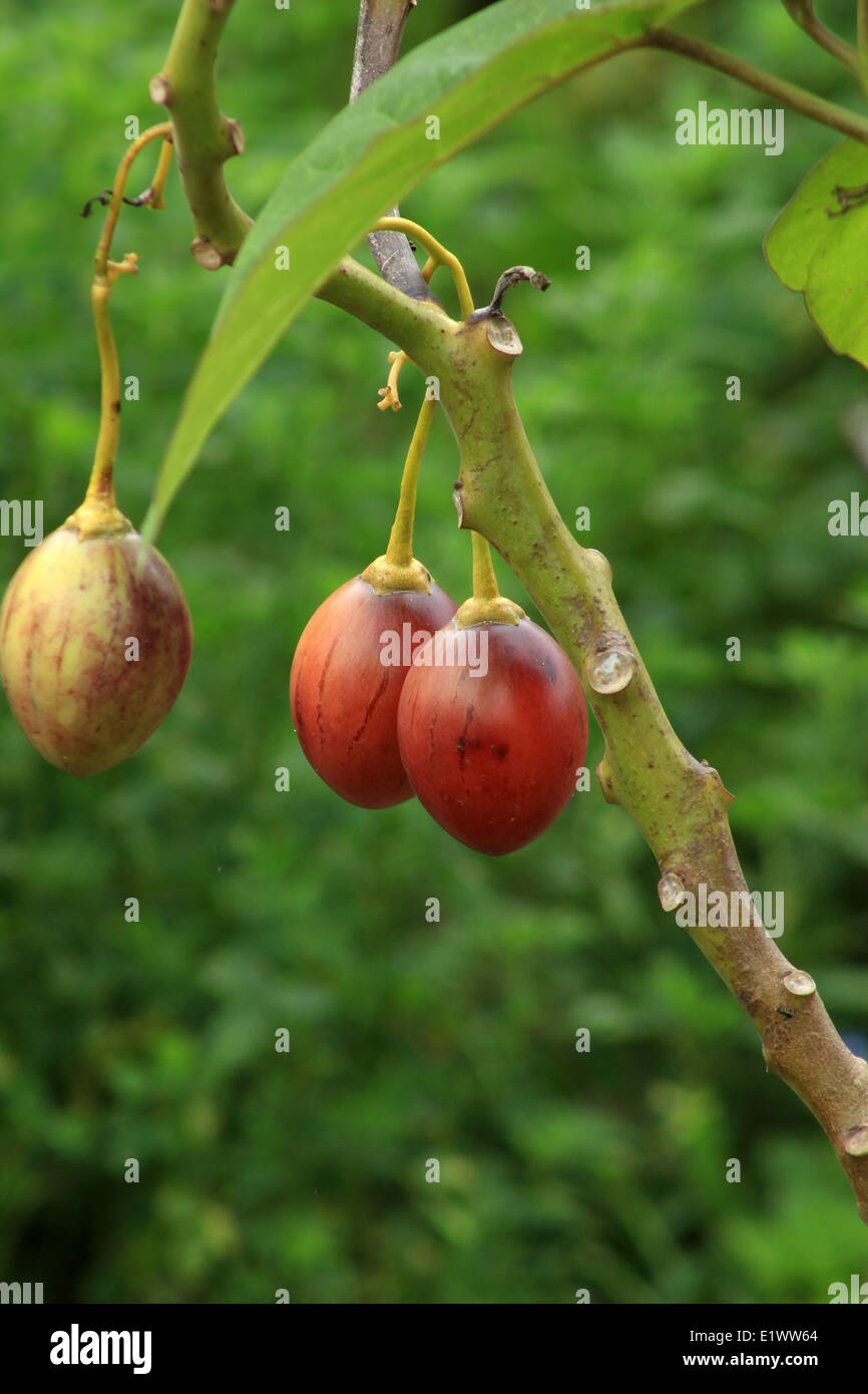 Tree tomatoes growing on the branch of a tree in an orchard in