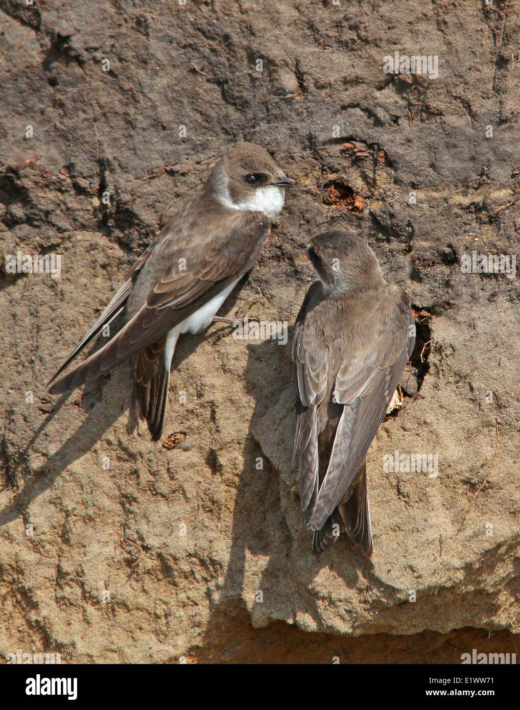 Bank Swallows, Riparia riparia perched near their nest hole close to Saskatoon, Saskatchewan Stock Photo