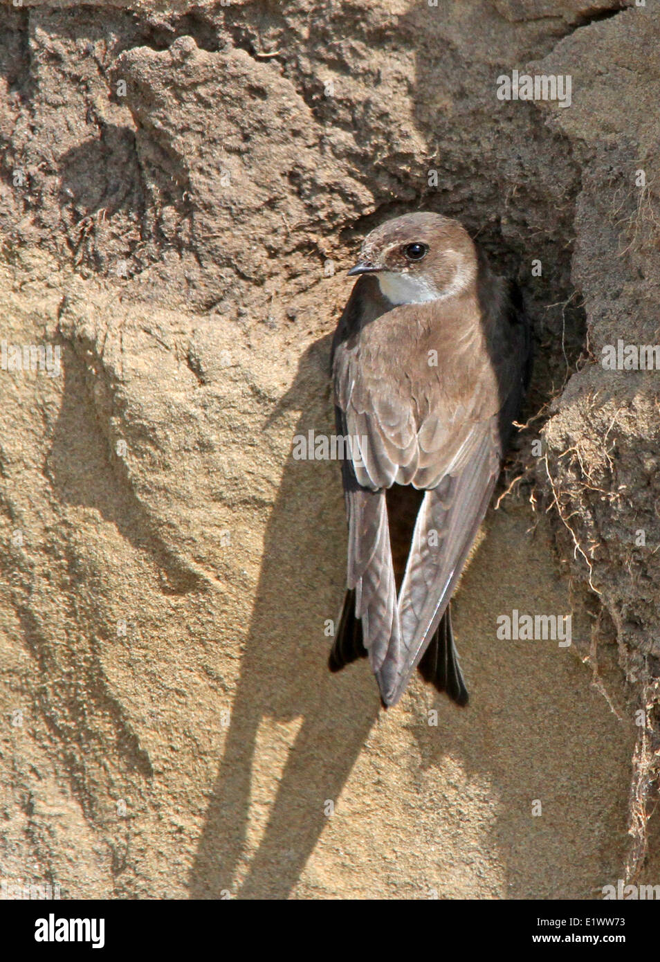 A Bank Swallow, Riparia riparia perched at its  nest hole, near Saskatoon, Saskatchewan Stock Photo