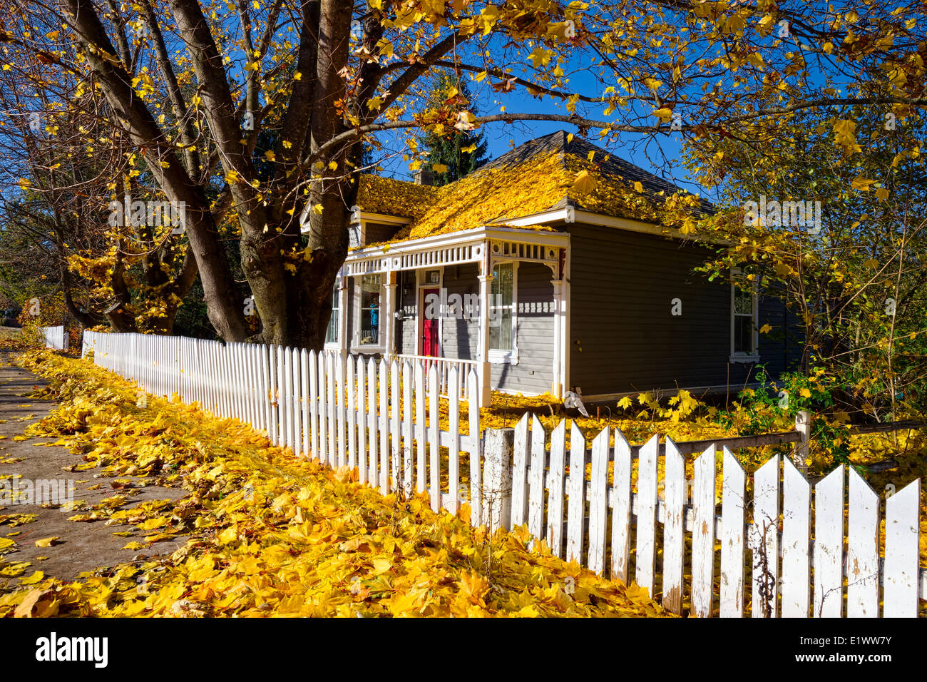 Armstrong BC,Beautiful Autumn Scene with afternoon sun. Colorful yellow leaves on Ground around white picket fence and house Stock Photo