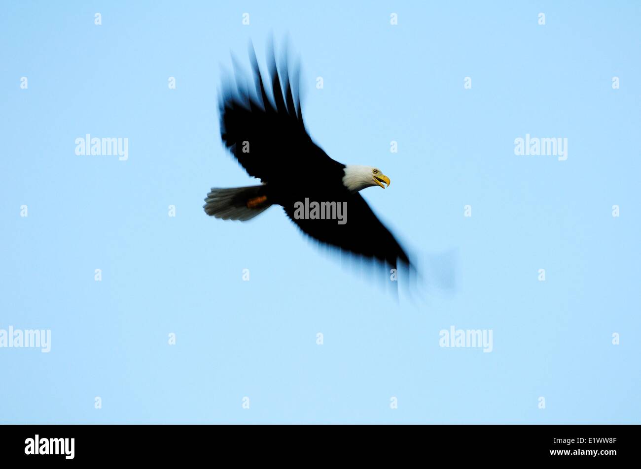 A Bald Eagle (Haliaeetus leucocephalus) in flight. Stock Photo
