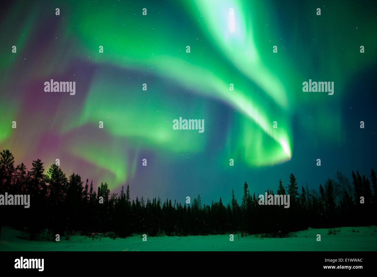 Aurora borealis (northern lights), boreal forest, Yellowknife environs, NWT, Canada Stock Photo
