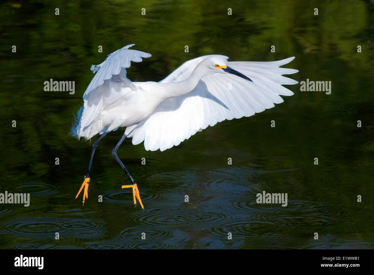 Adult snowy egret (Egretta thula), southern Florida, USA Stock Photo