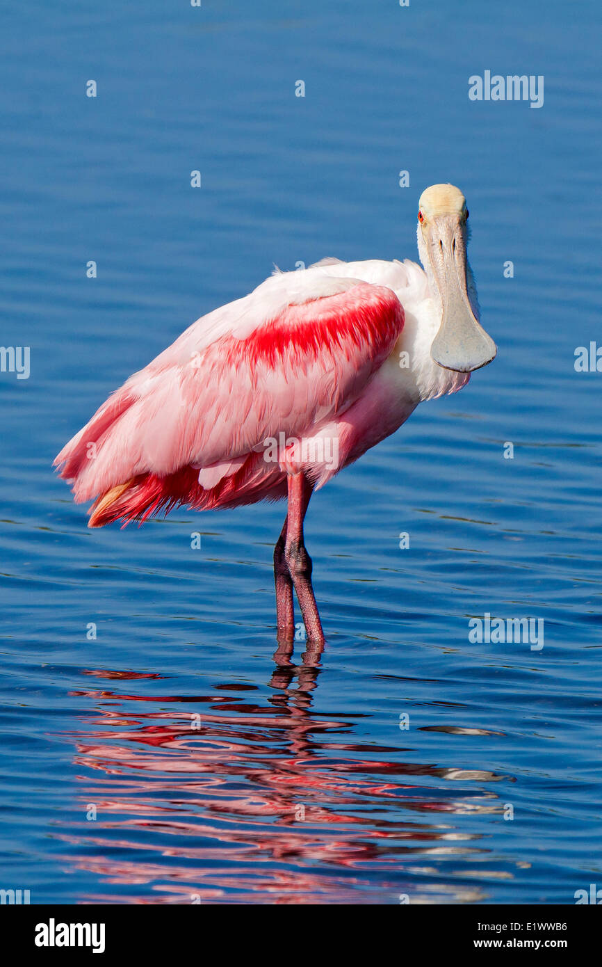 Roseate spoonbill (Ajaia ajaja), southern Florida, USA Stock Photo