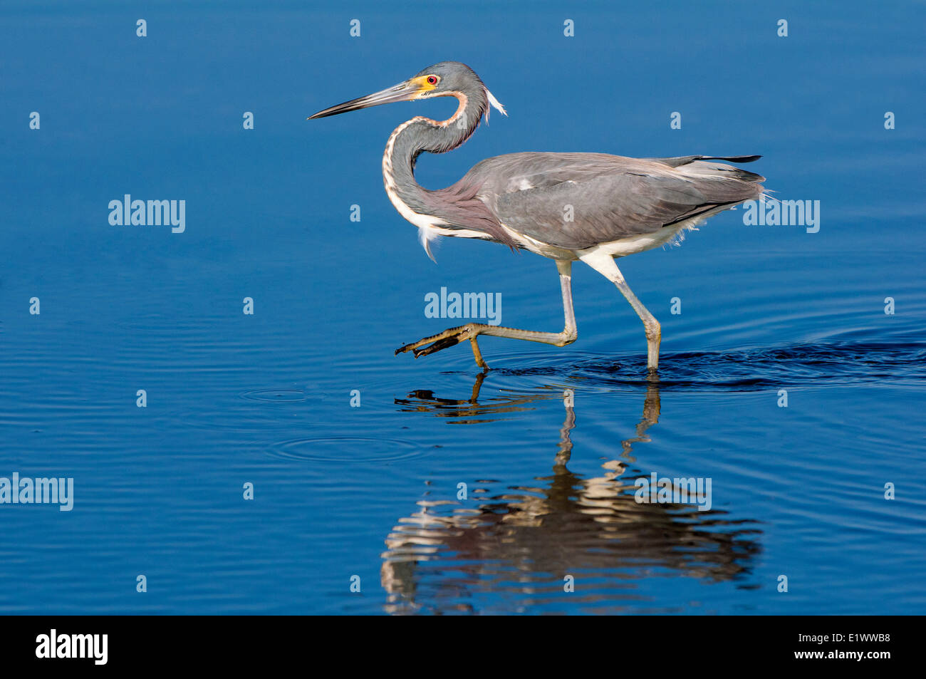 Adult tricolored heron (Egretta tricolor), hunting in shallow water, southern Louisiana, USA Stock Photo