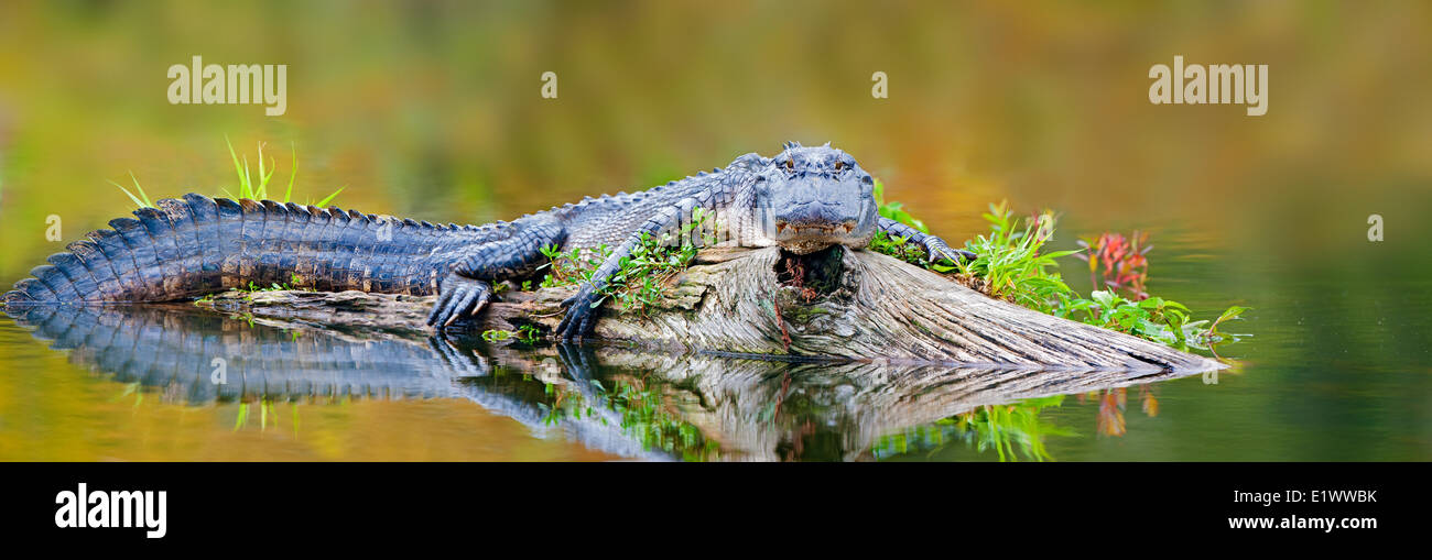 Basking American alligator (Alligator mississippiensis), Achafalaya Swamp, southern Louisiana, USA Stock Photo