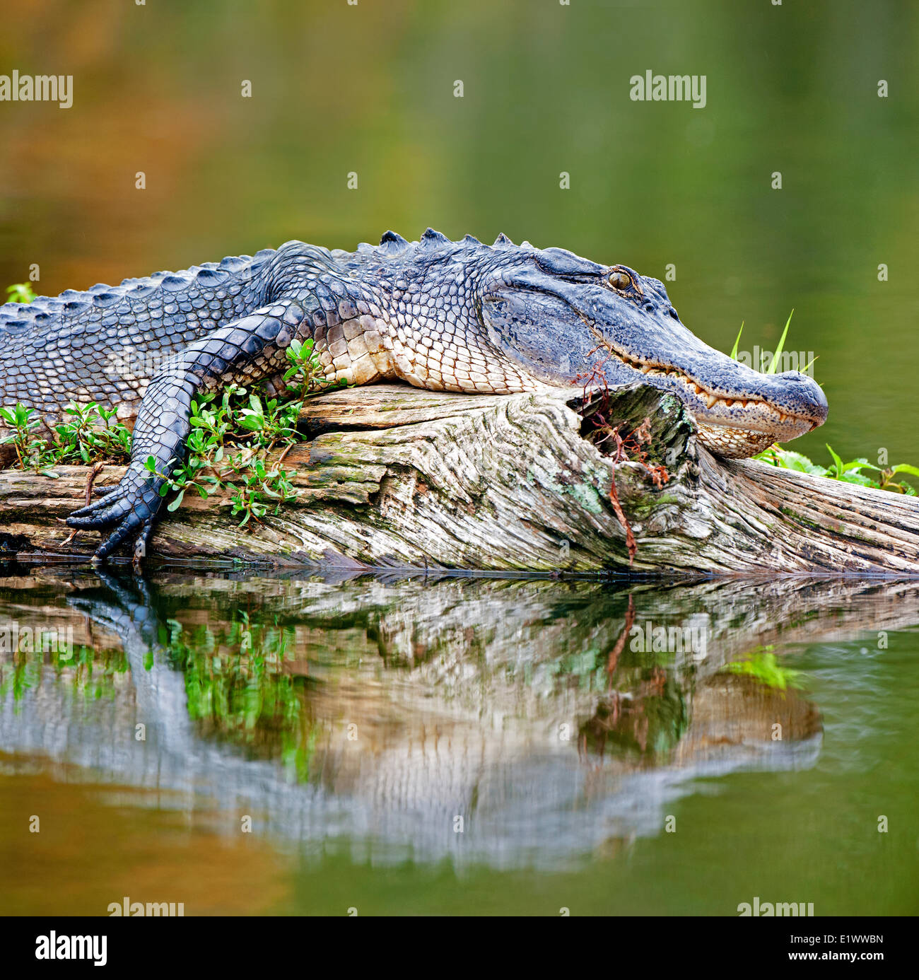 Basking American alligator (Alligator mississippiensis), Achafalaya Swamp, southern Louisiana, USA Stock Photo