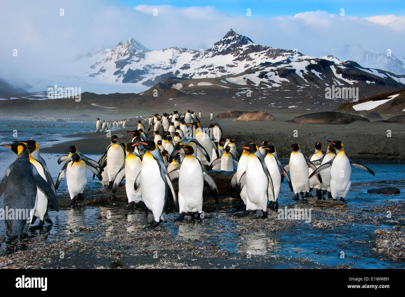 King penguins (Aptenodytes patagonicus), St. Andrews Bay, Island of South Georgia, Antarctica Stock Photo