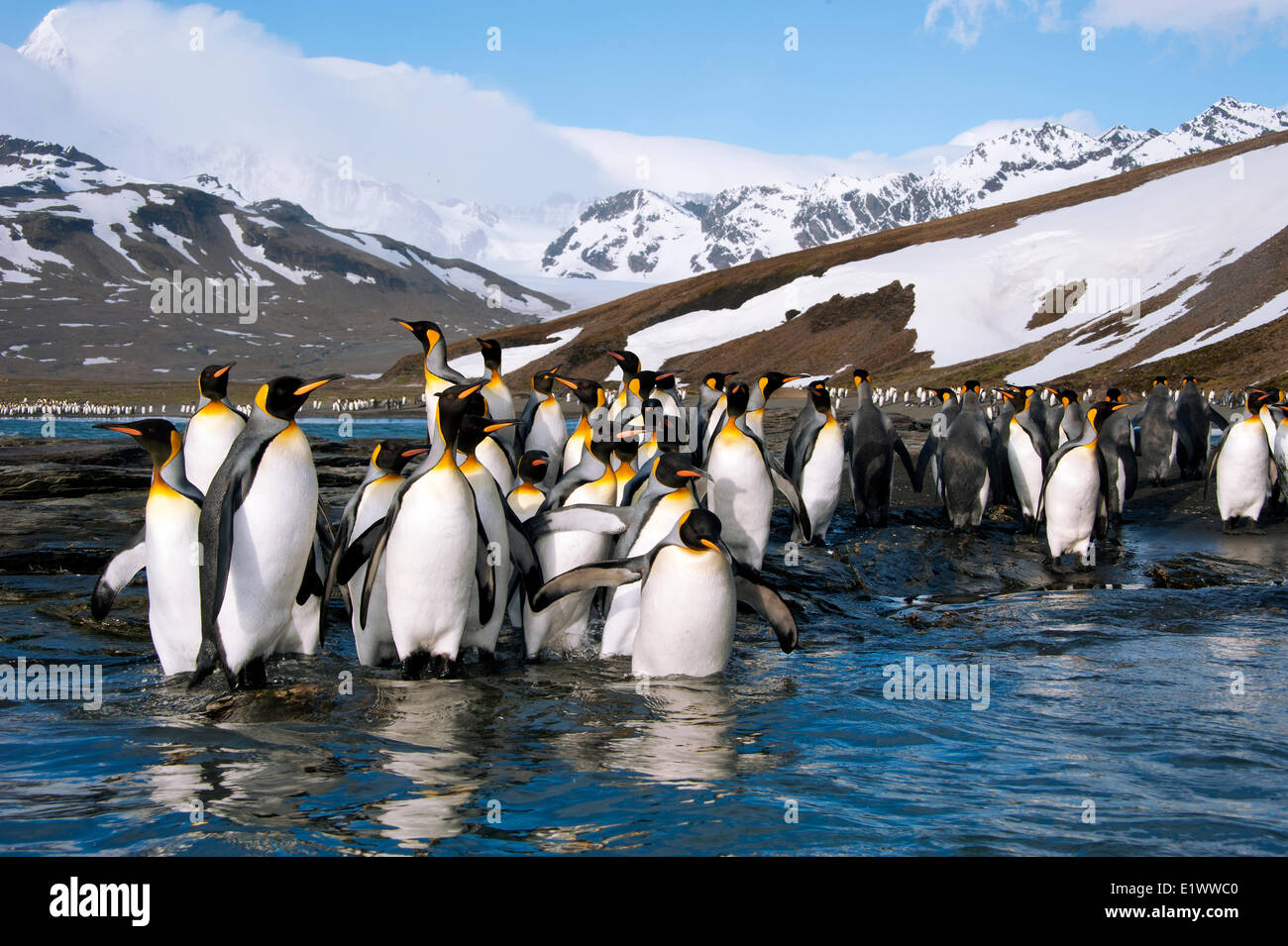 King penguins (Aptenodytes patagonicus), St. Andrews Bay, Island of South Georgia, Antarctica Stock Photo