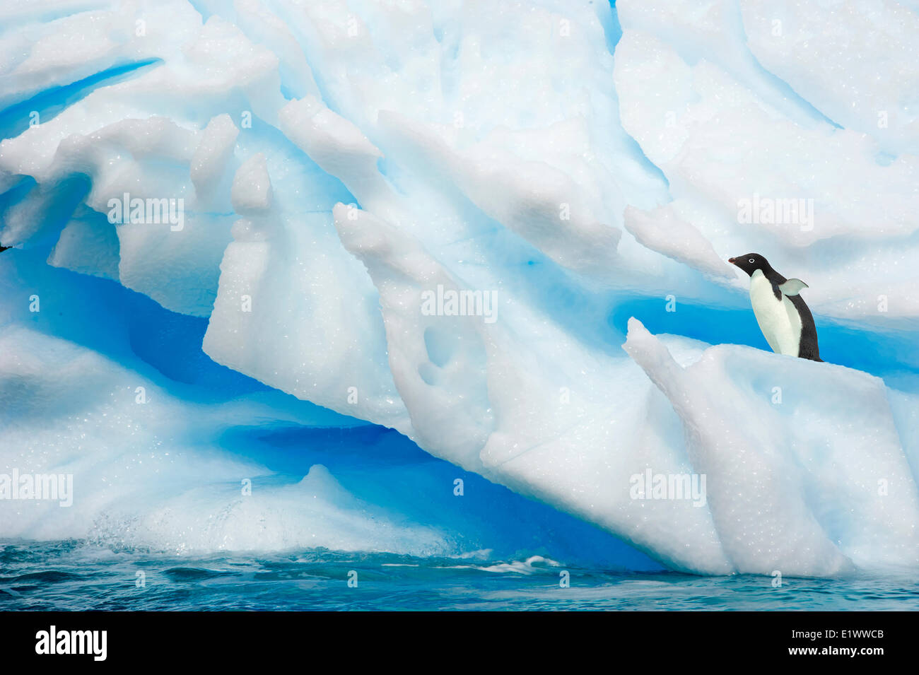 Adelie penguin(s) (Pygoscelis adeliae), Orne Islands, Antarctic Peninsula Stock Photo