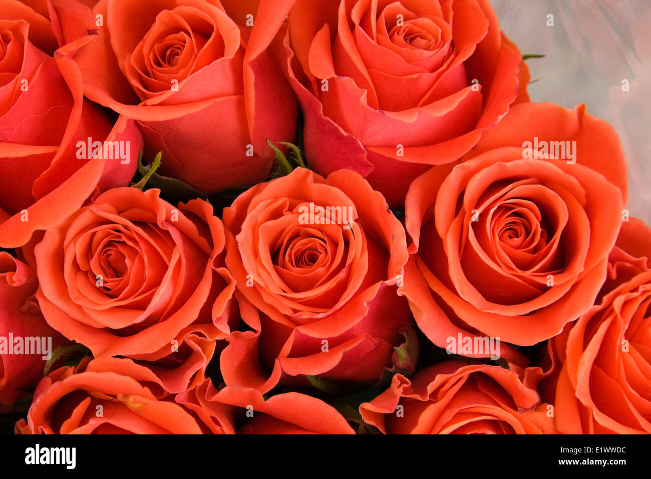 Close-up of freshly cut red roses (Rosa) for sale at an outdoor market in spring, Byward Market, Ottawa, Ontario, Canada Stock Photo