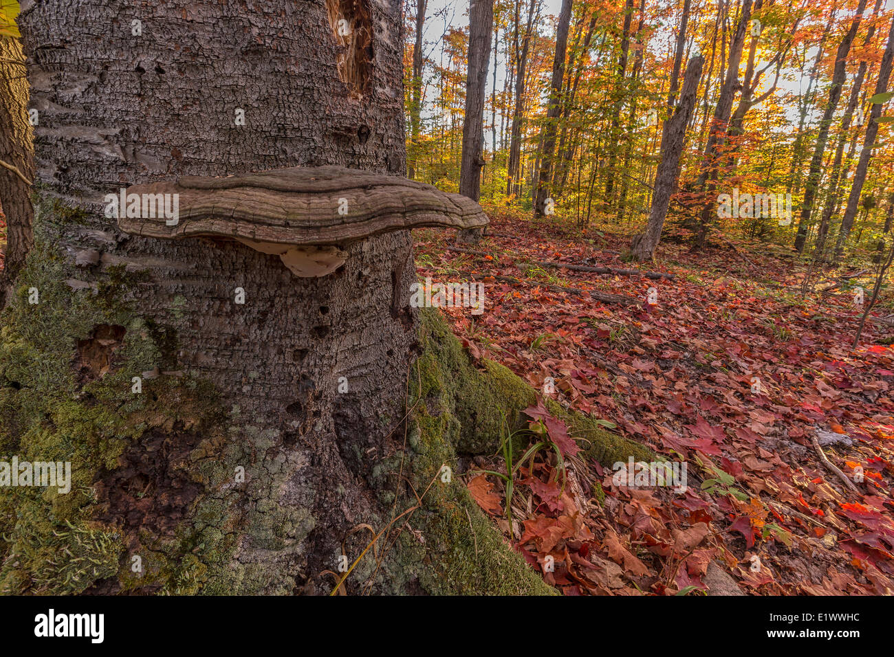 Large fungus on a stump with autumn leaves all over the ground. The colourful leaves maple aspen trees are seen in the distance Stock Photo