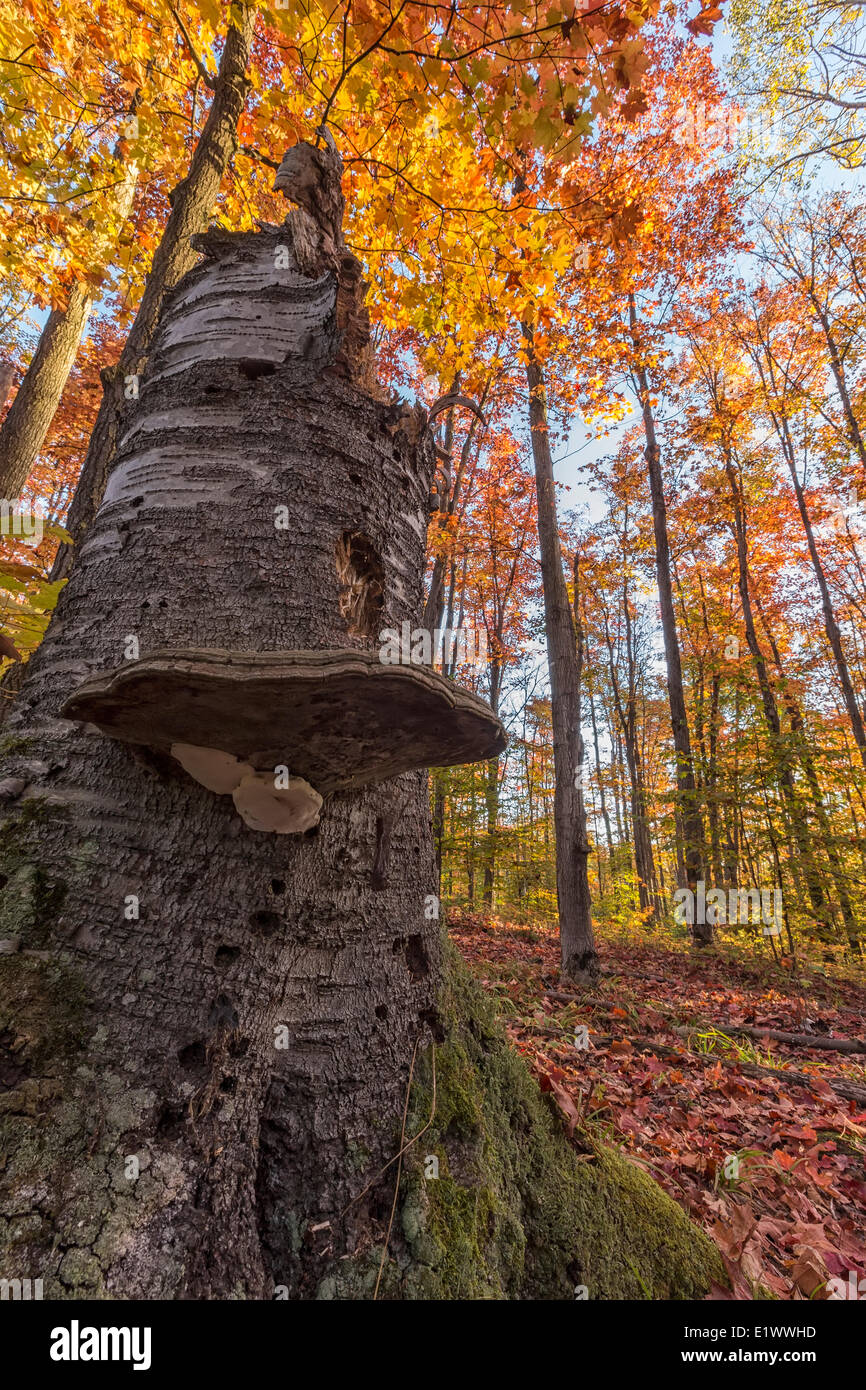 Large fungus on a stump with autumn leaves all over the ground. The colourful leaves maple aspen trees are seen in the distance Stock Photo