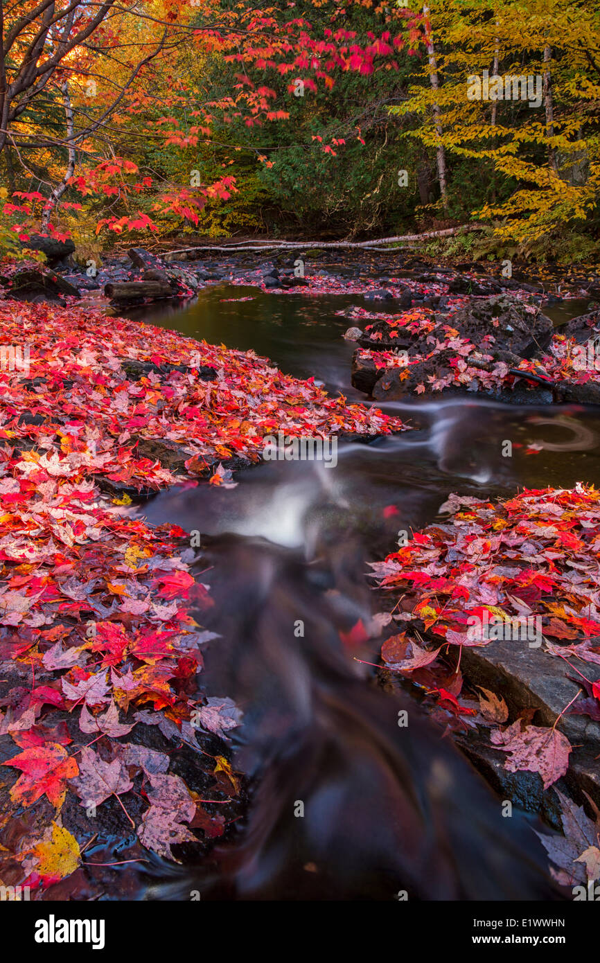 The Madawaska River flows through a carpet of red maple leaves along the Track and Tower trail in Algonquin Park. Stock Photo