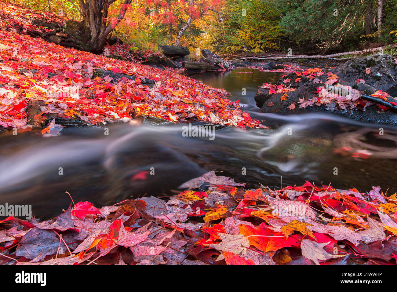 The Madawaska River flows through a carpet of red maple leaves along the Track and Tower trail in Algonquin Park. Stock Photo